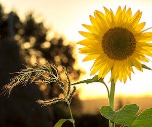 Sunflower, Surjomukhi