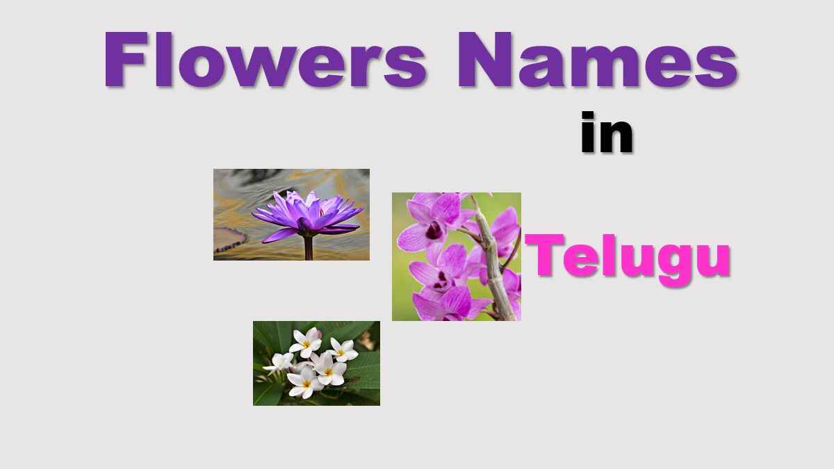 Flowers Name In Telugu With Images